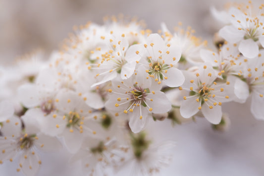 blossoms on a branch