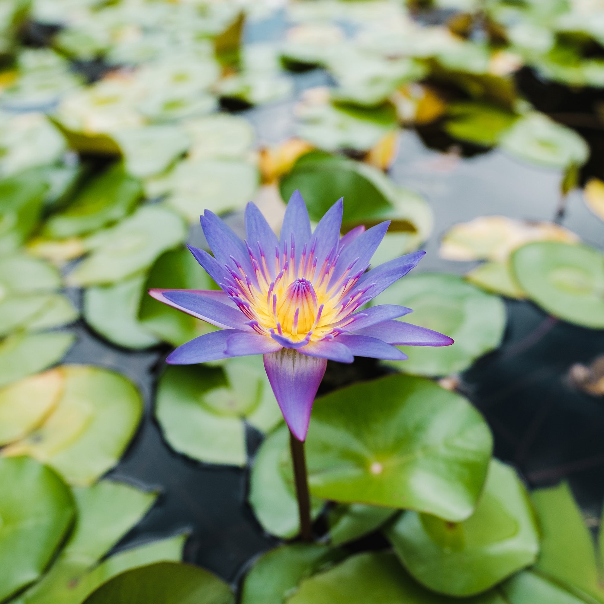 Lotus Flower – SBC Skincare